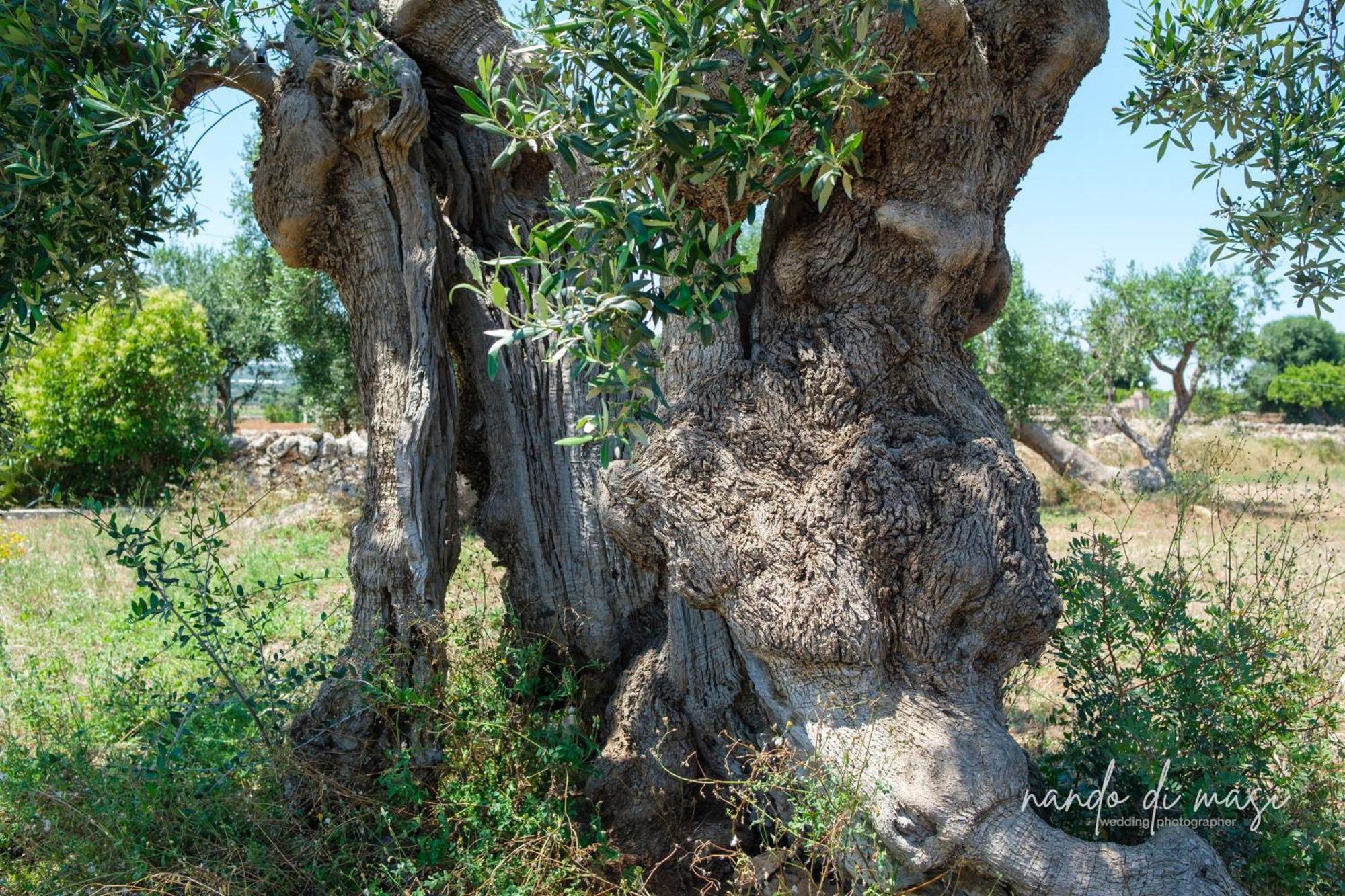 Rooms Masseria Giangrande 폴리나노 아마레 외부 사진
